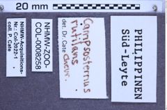 Etikette zu Campsosternus rutilans (Chevrolat, 1841) (NHMW-ZOO-COL-0008258)